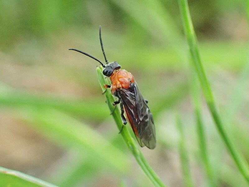 葉を食べるハチ