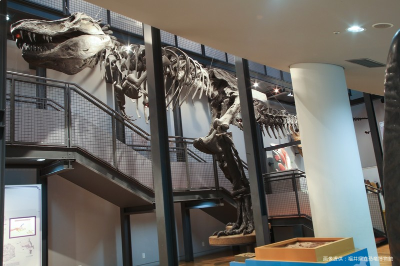 ダイノラボ