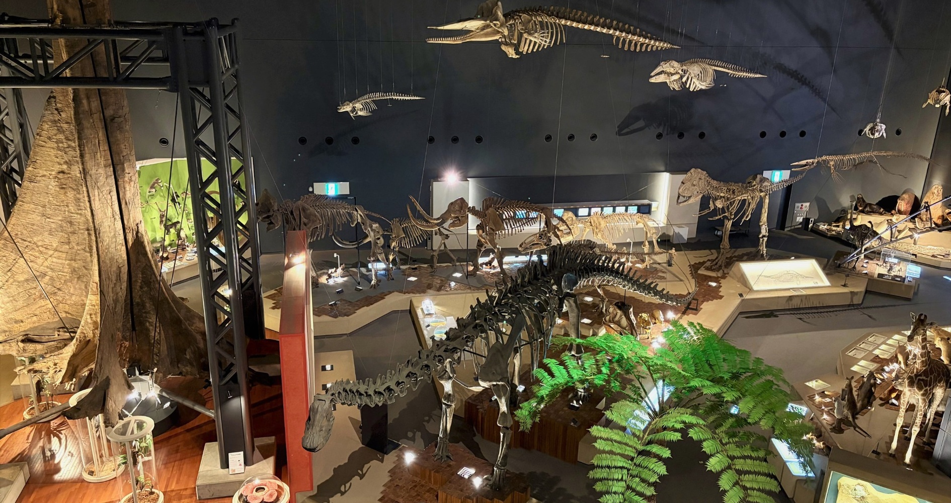 生命展示室(俯瞰)